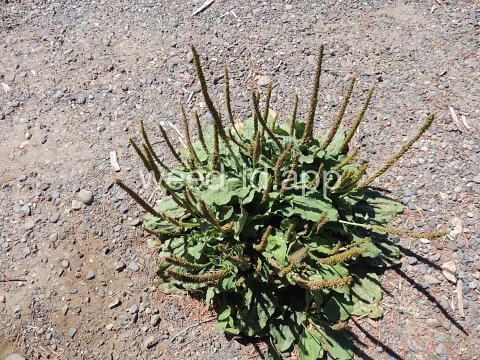 plantain, broadleaf